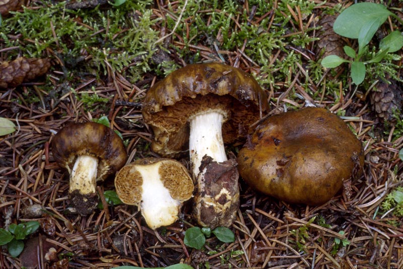 Cortinarius pinguis
